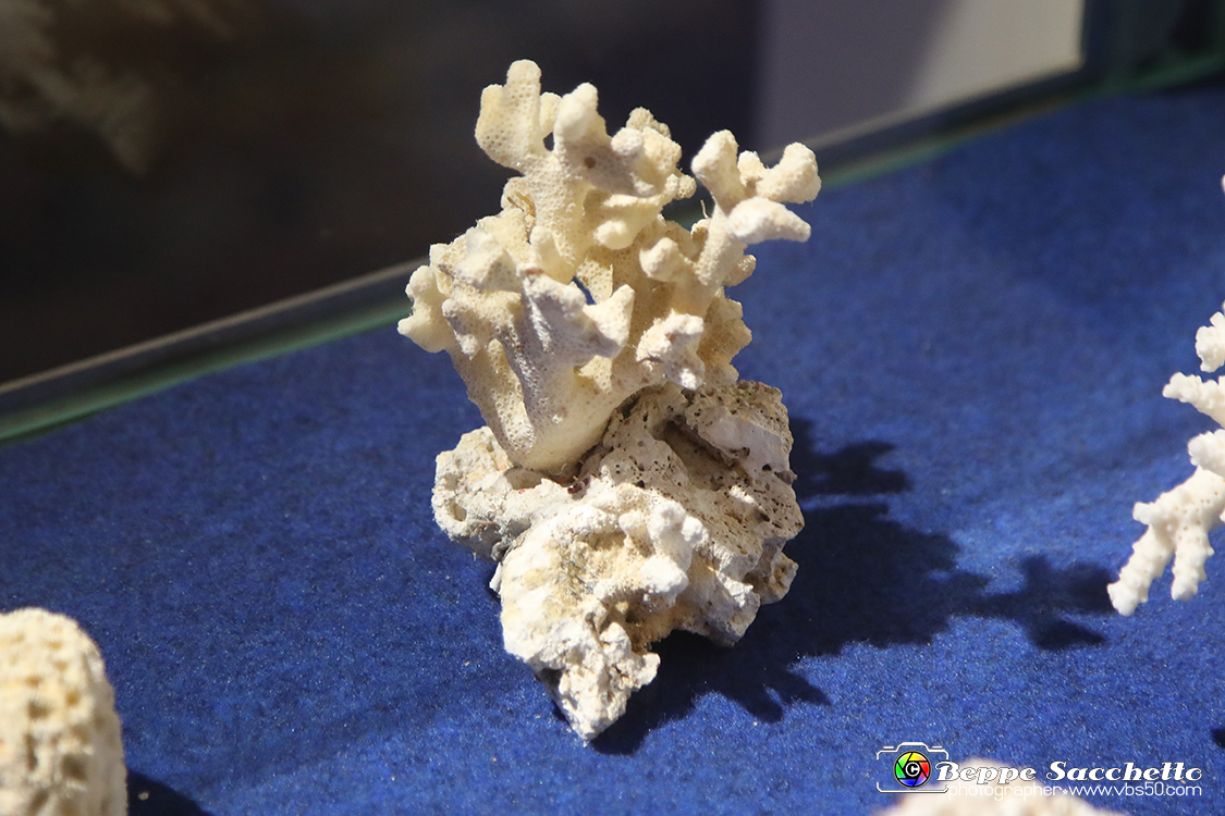 VBS_9153 - Museo Paleontologico - Asti.jpg